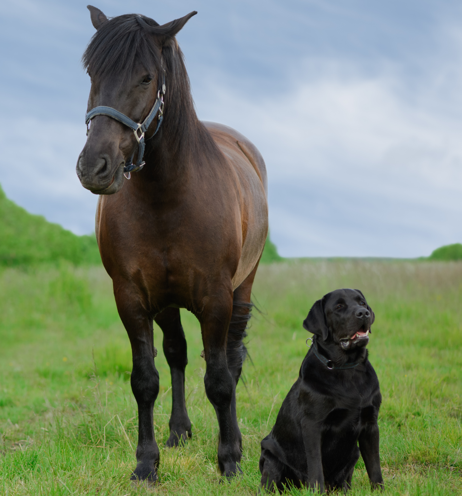 Animal Health
